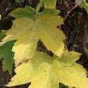 Acer saccharinum feuille automne